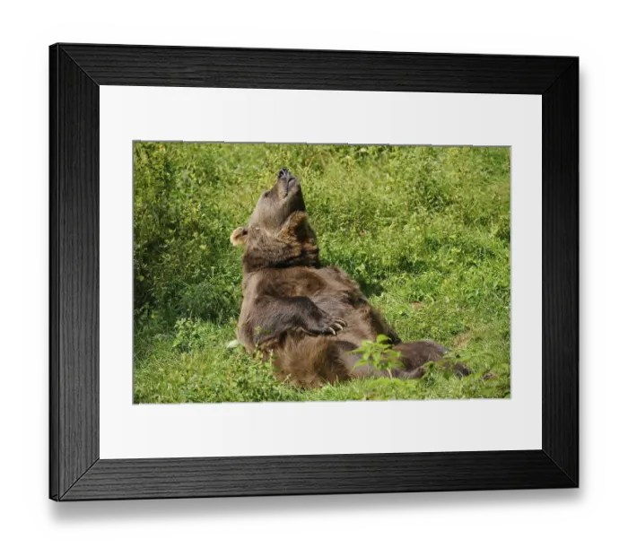 Framed Print : Brown bear (Ursus arctos) lying on his back sunbathing