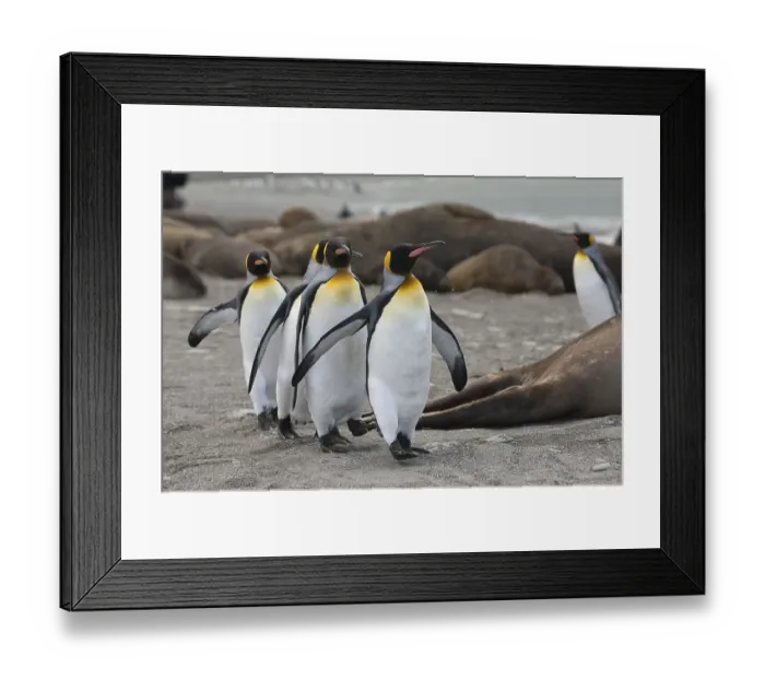Framed Print : Group of King penguins (Aptenodytes patagonicus) walking on the shore Framed Print : Group of King penguins (Aptenodytes patagonicus) walking on the shore