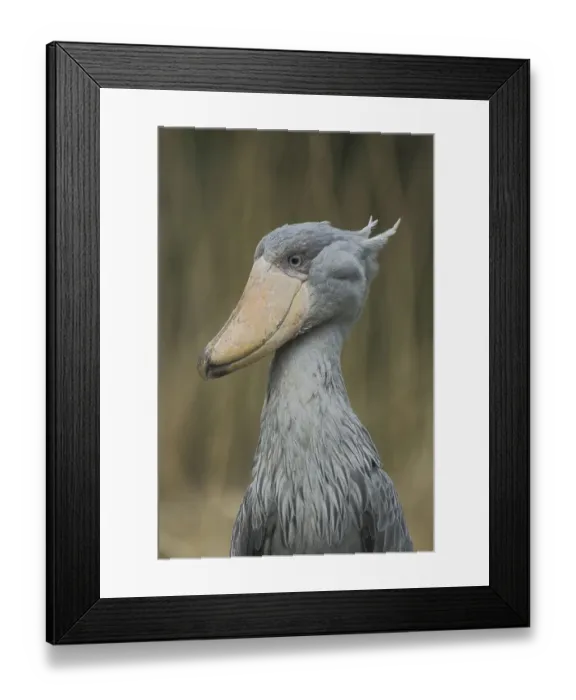 Framed Print : Shoebill (Balaeniceps rex), portrait