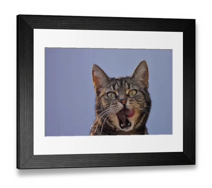 Framed Print : Gourmet - Cat licks itself the mouth Framed Print : Gourmet - Cat licks itself the mouth