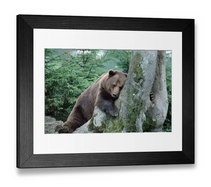 Framed Print : European brown bear (Ursus arctos) Framed Print : European brown bear (Ursus arctos)