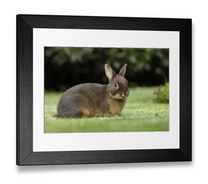 Framed Print : Dwarf rabbit, colour dwarf tan brown