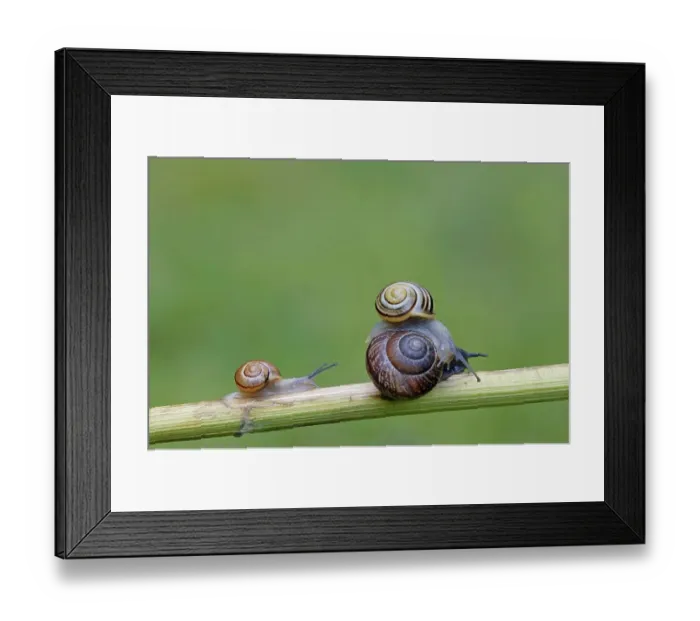Framed Print : Garden ribbon snails, North Rhine-Westphalia