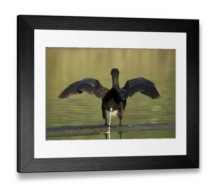 Framed Print : Great cormorant (Phalacrocorax carbo) Framed Print : Great cormorant (Phalacrocorax carbo)