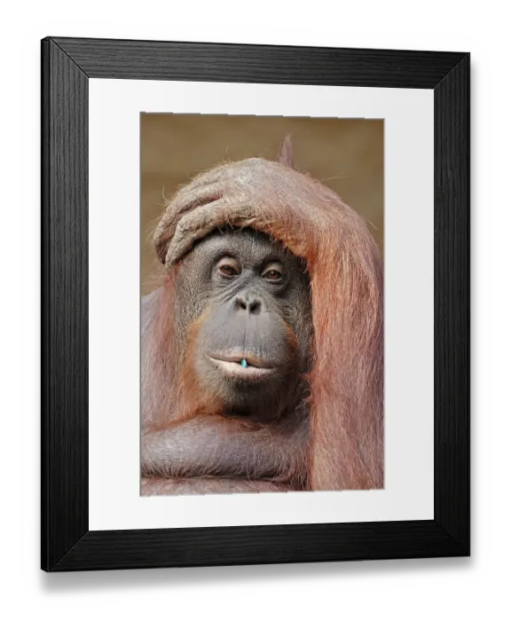 Framed Print : Bornean Orang-utan, female (Pongo pygmaeus pygmaeus)