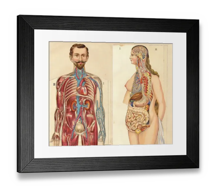 Framed Print : Collapsible anatomical, medical illustrations of a male and a female figure