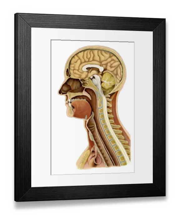 Framed Print : Depiction from a medical book, perpendicular section of a human's skull