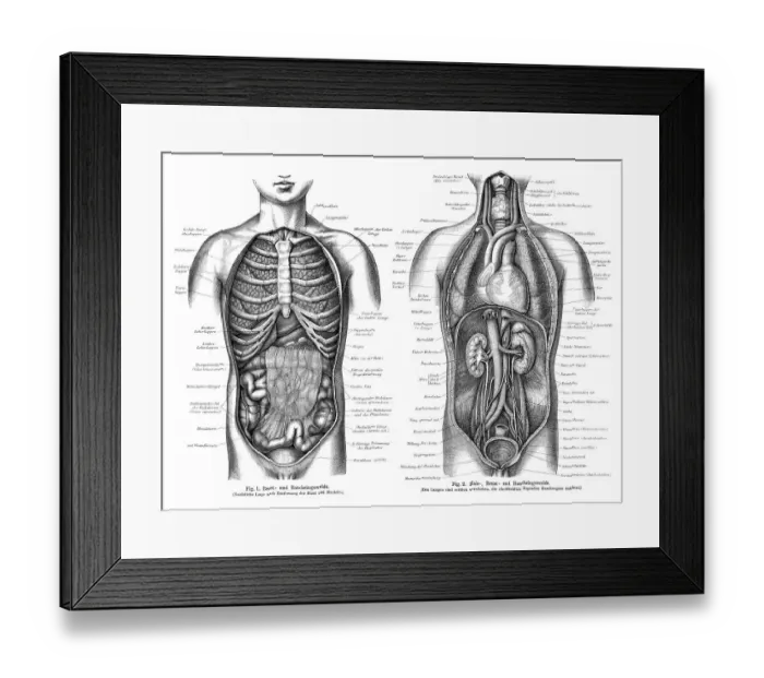 Framed Print : Graphic depiction of the human intestines Framed Print : Graphic depiction of the human intestines