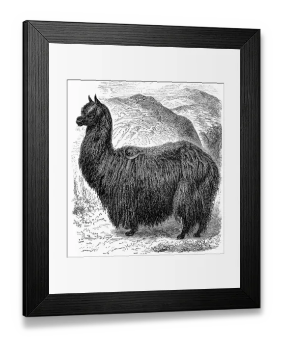 Framed Print : Historic illustration of an alpaca (Vicugna pacos) Framed Print : Historic illustration of an alpaca (Vicugna pacos)