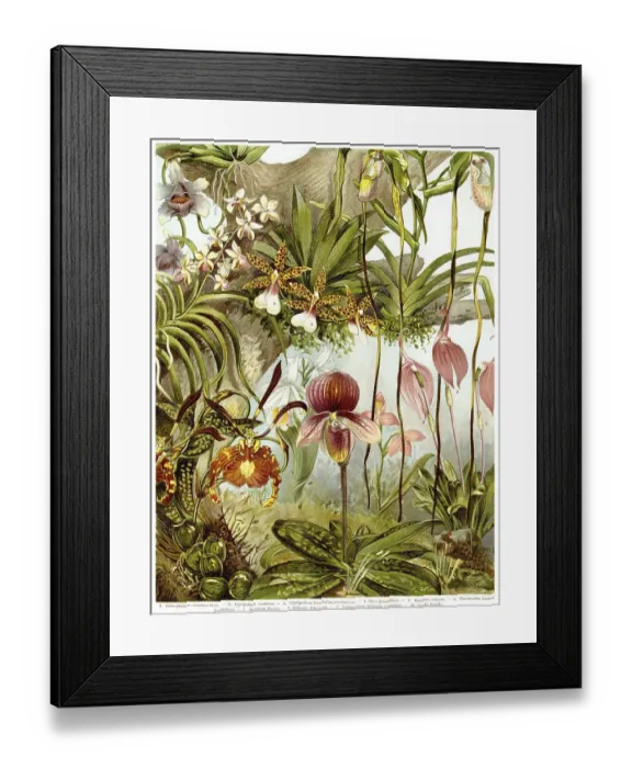 Framed Print : Historical graphic representation Framed Print : Historical graphic representation