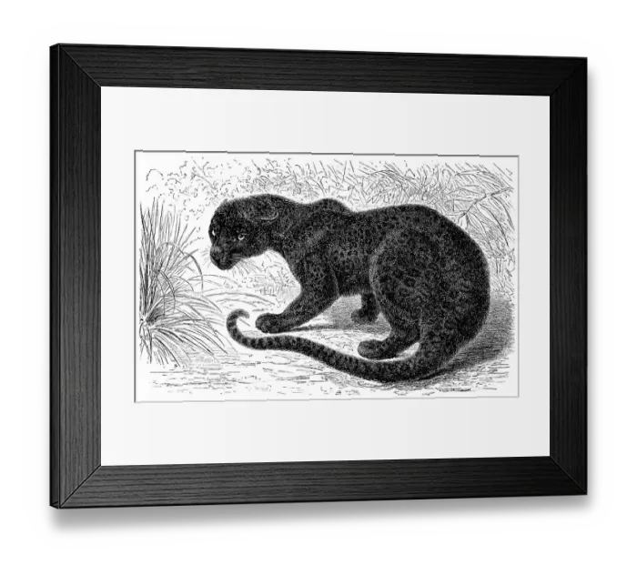 Framed Print : Historical graphic representation