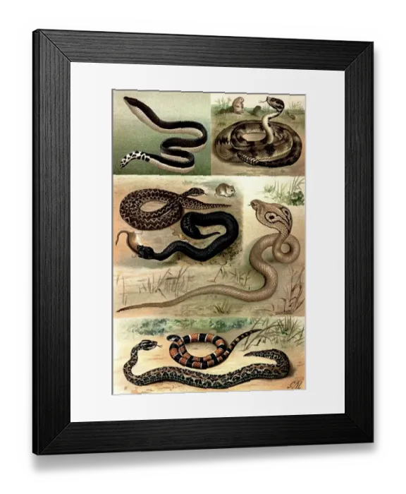Framed Print : Historical illustration from the 19th Century Framed Print : Historical illustration from the 19th Century