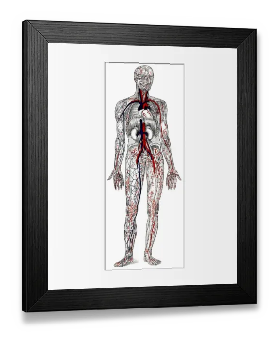 Framed Print : Human blood vessels, historical drawing