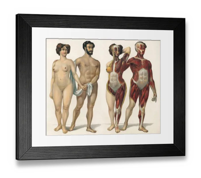 Framed Print : Human superficial muscles, 19th Century health guide illustration Framed Print : Human superficial muscles, 19th Century health guide illustration
