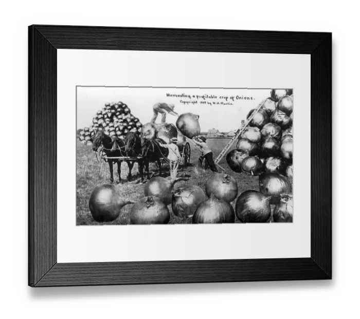 Framed Print : Agriculture, huge onions, 1900s