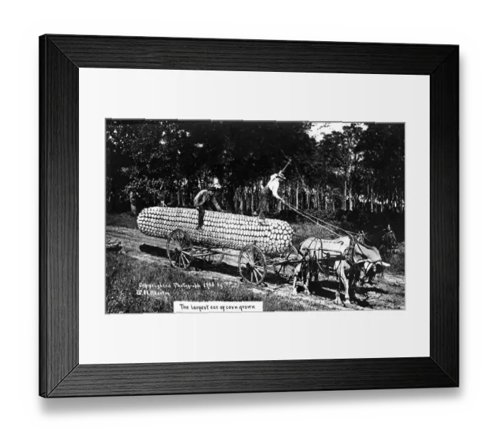 Framed Print : Agriculture, huge corn cob with horse-drawn carriage