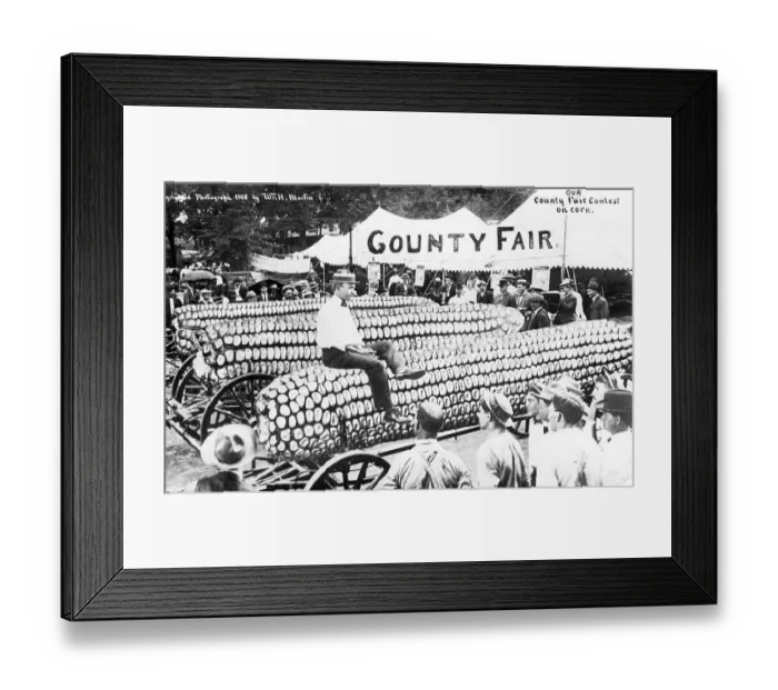 Framed Print : Agriculture, huge corn cob on the market Framed Print : Agriculture, huge corn cob on the market