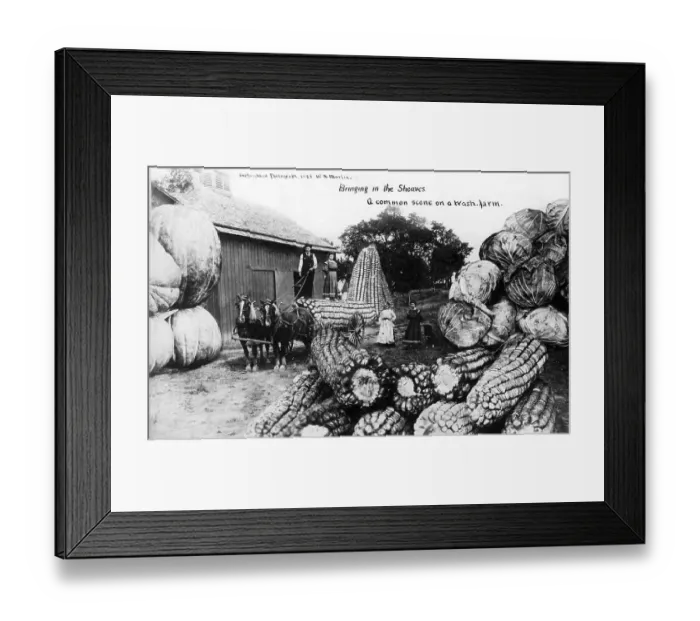 Framed Print : Agriculture, huge corn cobs, cabbage and pumpkins