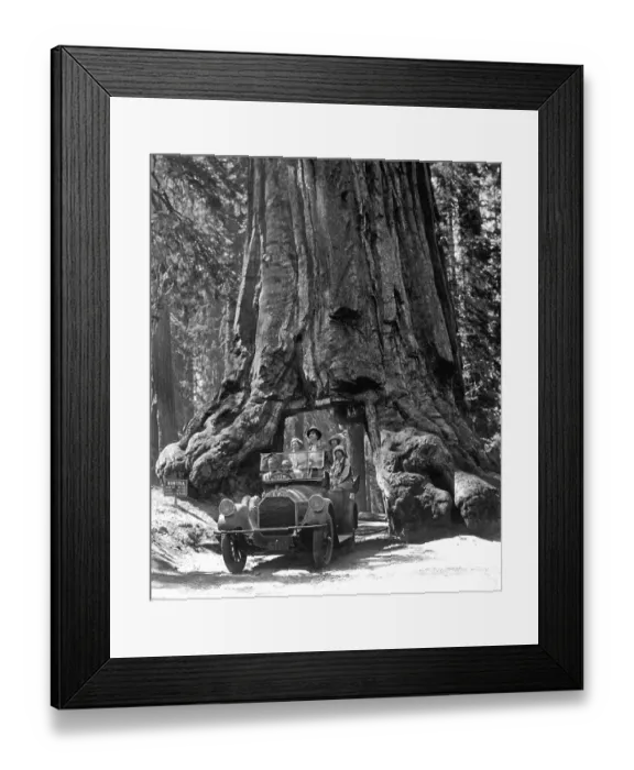 Framed Print : Car drives through a gate in Sequoia (Sequoioideae)