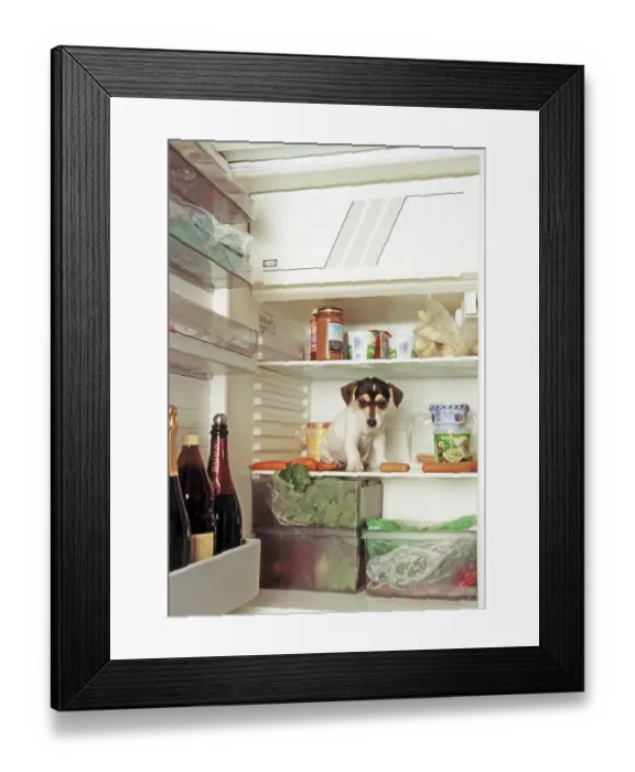 Framed Print : Jack Russell Terrier sitting in the fridge Framed Print : Jack Russell Terrier sitting in the fridge
