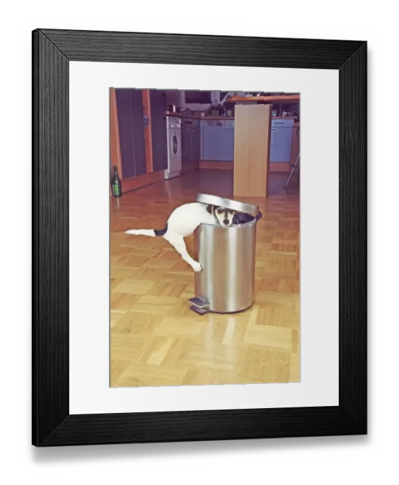 Framed Print : Jack Russell Terrier tries to raid the trash can