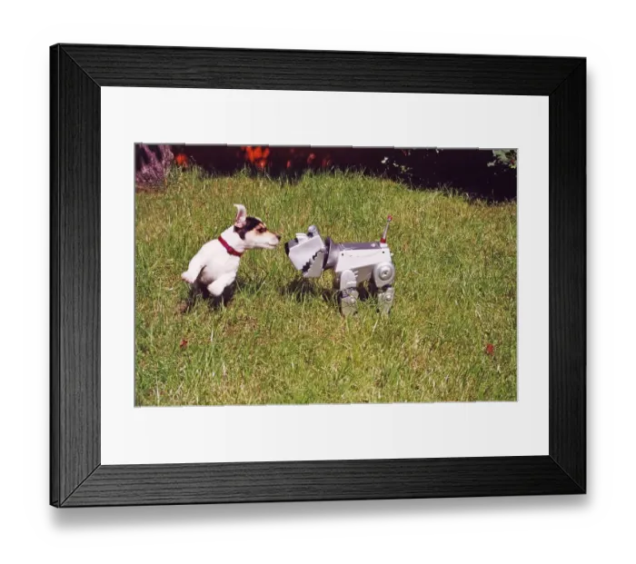 Framed Print : Jack Russell Terrier plays with robot dog