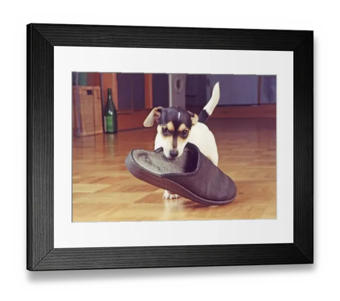 Framed Print : Jack Russell Terrier retrieves slipper