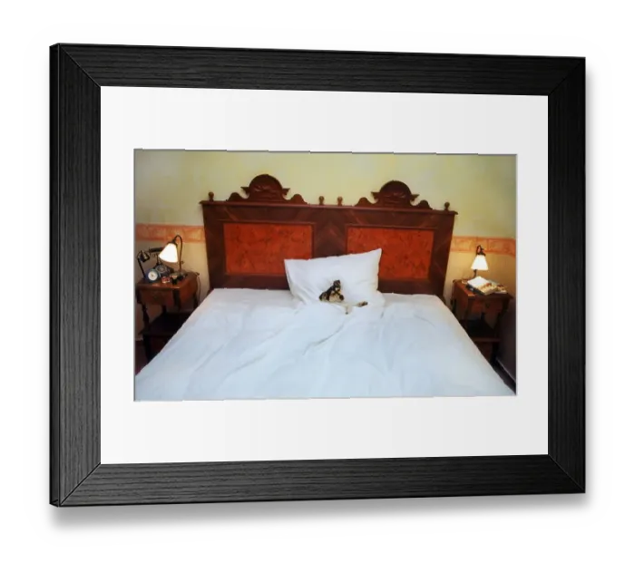 Framed Print : Jack Russell Terrier sleeping alone in a huge bed Framed Print : Jack Russell Terrier sleeping alone in a huge bed