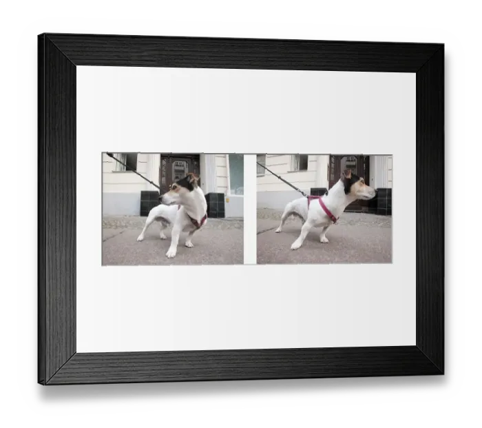 Framed Print : Jack Russell Terrier walking, Berlin
