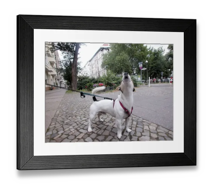 Framed Print : Jack Russell Terrier howls, Berlin