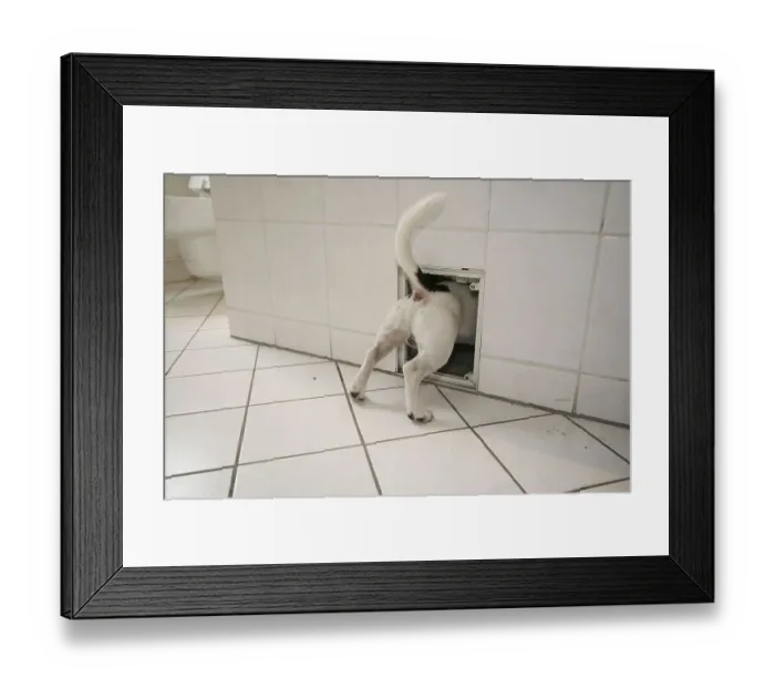 Framed Print : Jack Russell Terrier, curious, looks into a hole in the bathroom Framed Print : Jack Russell Terrier, curious, looks into a hole in the bathroom
