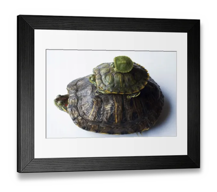 Framed Print : Red eared slider (Trachemys scripta elegans)