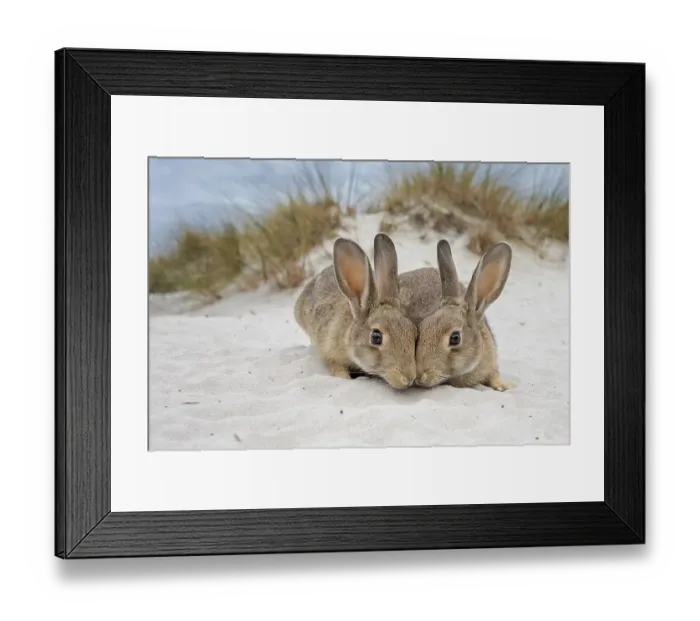 Framed Print : European rabbit (Oryctolagus cuniculus) in the dunes of the Baltic Sea