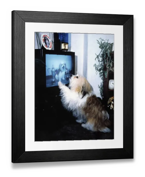 Framed Print : Dog watching TV, England, Great Britain Framed Print : Dog watching TV, England, Great Britain