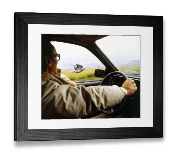 Framed Print : Pigeon flies next to car, England, Great Britain