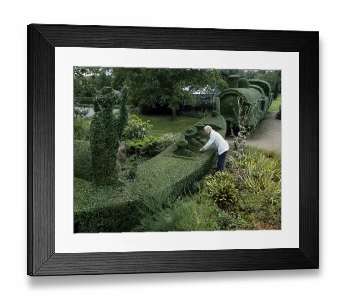 Framed Print : Gardener cuts a gondola and a train from a hedge Framed Print : Gardener cuts a gondola and a train from a hedge