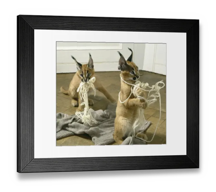 Framed Print : Two lynxes playing with yarn, England Framed Print : Two lynxes playing with yarn, England