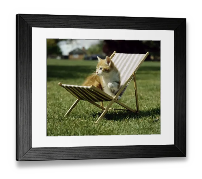 Framed Print : Cat sits in deck chair, England, Great Britain