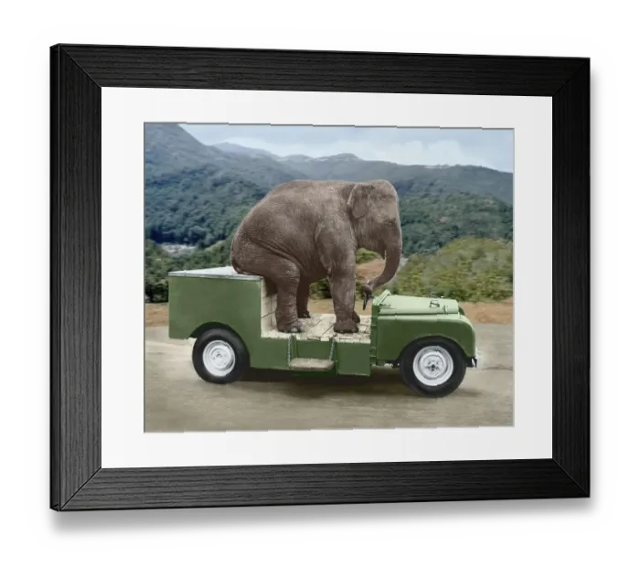 Framed Print : Elephant drives a car, England, Great Britain