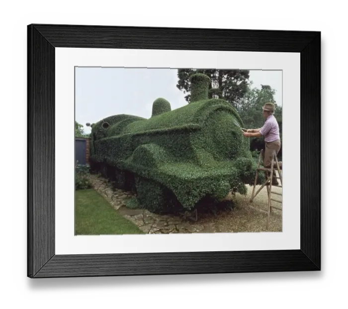 Framed Print : Gardener cuts draught from hedges Framed Print : Gardener cuts draught from hedges