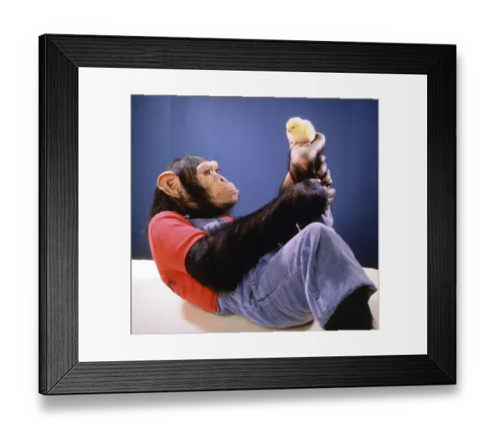 Framed Print : Monkey plays with a chick, England, Great Britain Framed Print : Monkey plays with a chick, England, Great Britain