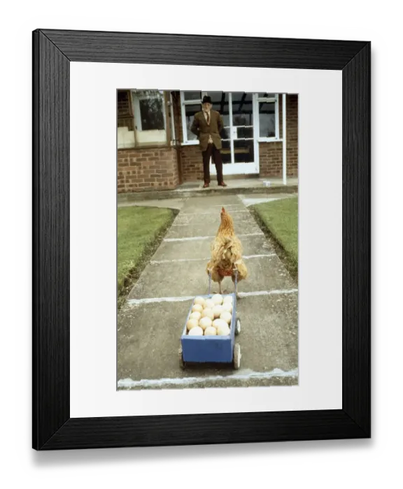 Framed Print : Chicken pulls egg cart, England, Great Britain Framed Print : Chicken pulls egg cart, England, Great Britain