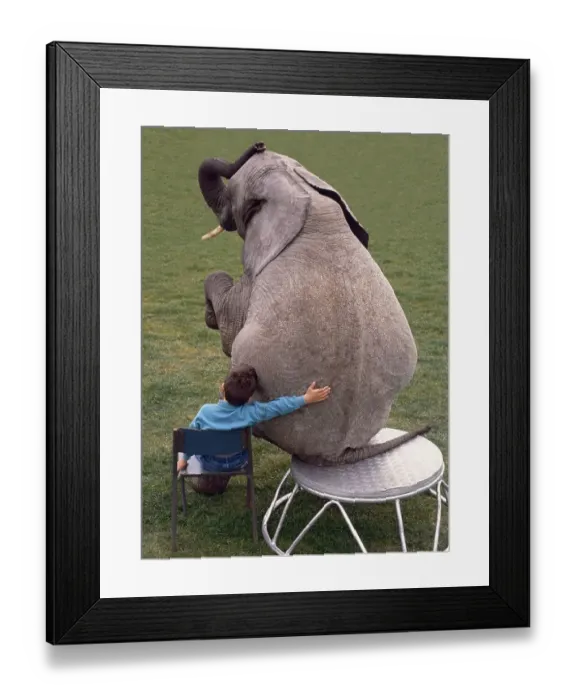 Framed Print : Boy and elephant, England, Great Britain Framed Print : Boy and elephant, England, Great Britain