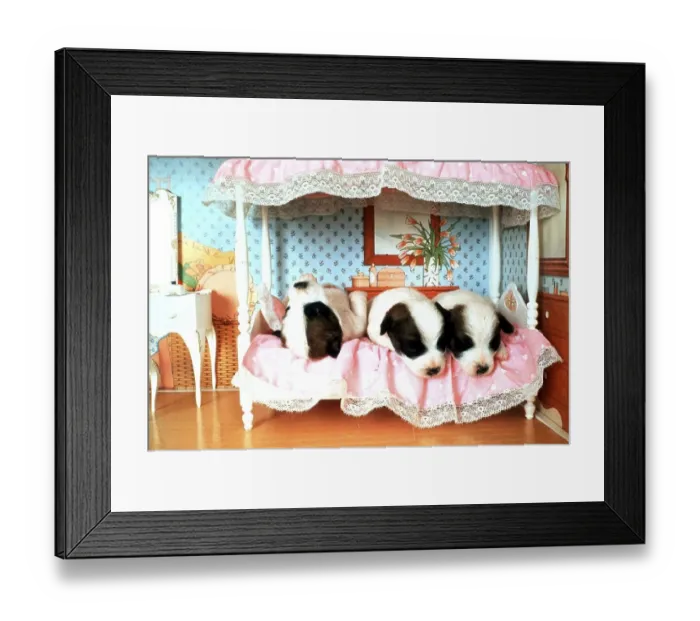 Framed Print : Small dogs on bed, England, Great Britain
