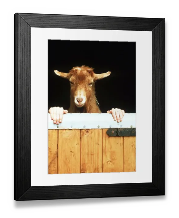 Framed Print : Goat with human hands, England, Great Britain Framed Print : Goat with human hands, England, Great Britain