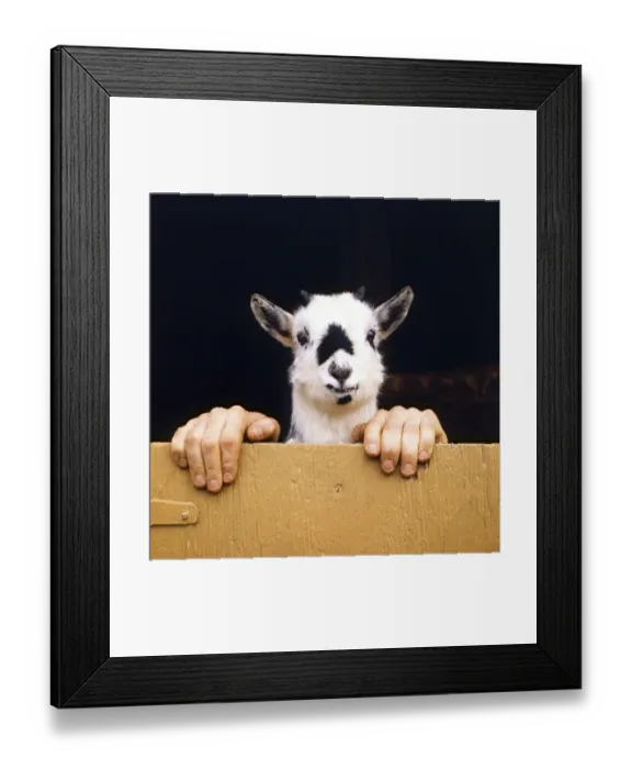 Framed Print : Goat with human hands, England, Great Britain