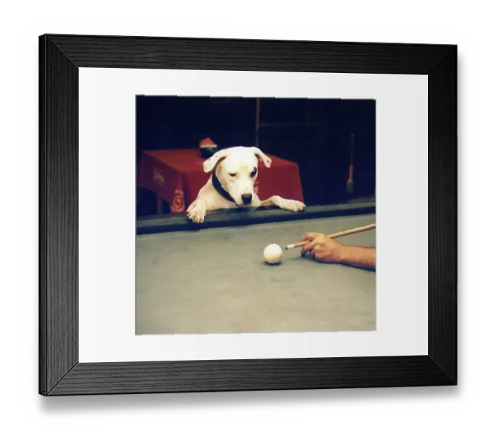 Framed Print : Dog looks billiards player at the shot to approx Framed Print : Dog looks billiards player at the shot to approx
