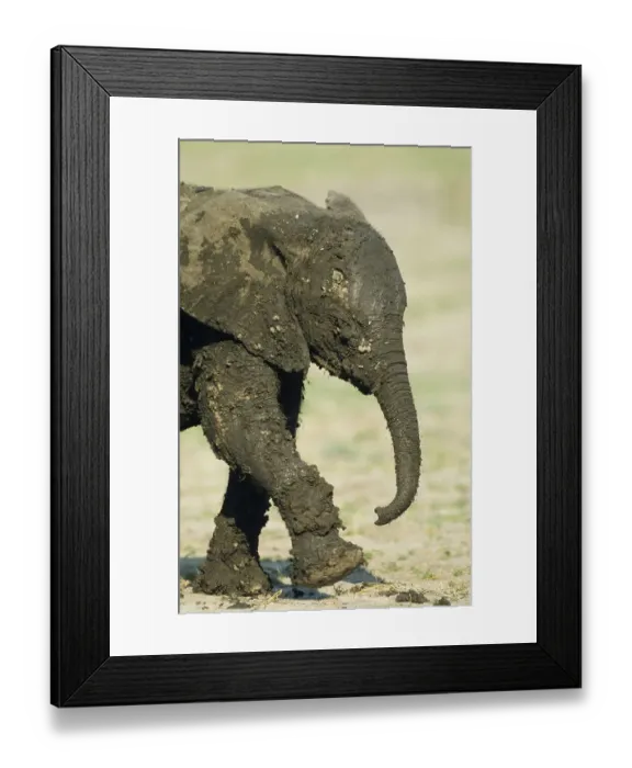 Framed Print : African elephant (Loxodonta africana) elephant elephants