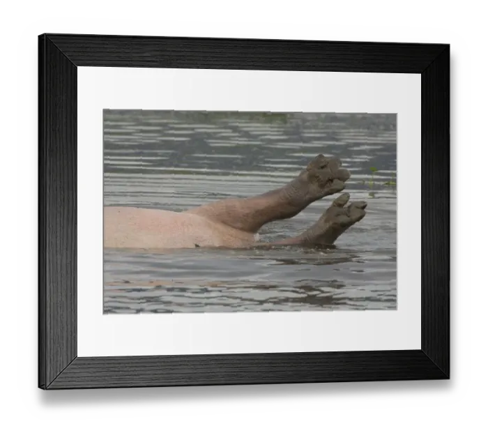 Framed Print : Hippopotamus, hippos, hippopotamus