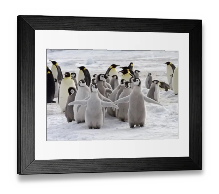 Framed Print : Emperor penguin (Aptenodytes forsteri) chicks and adults Framed Print : Emperor penguin (Aptenodytes forsteri) chicks and adults